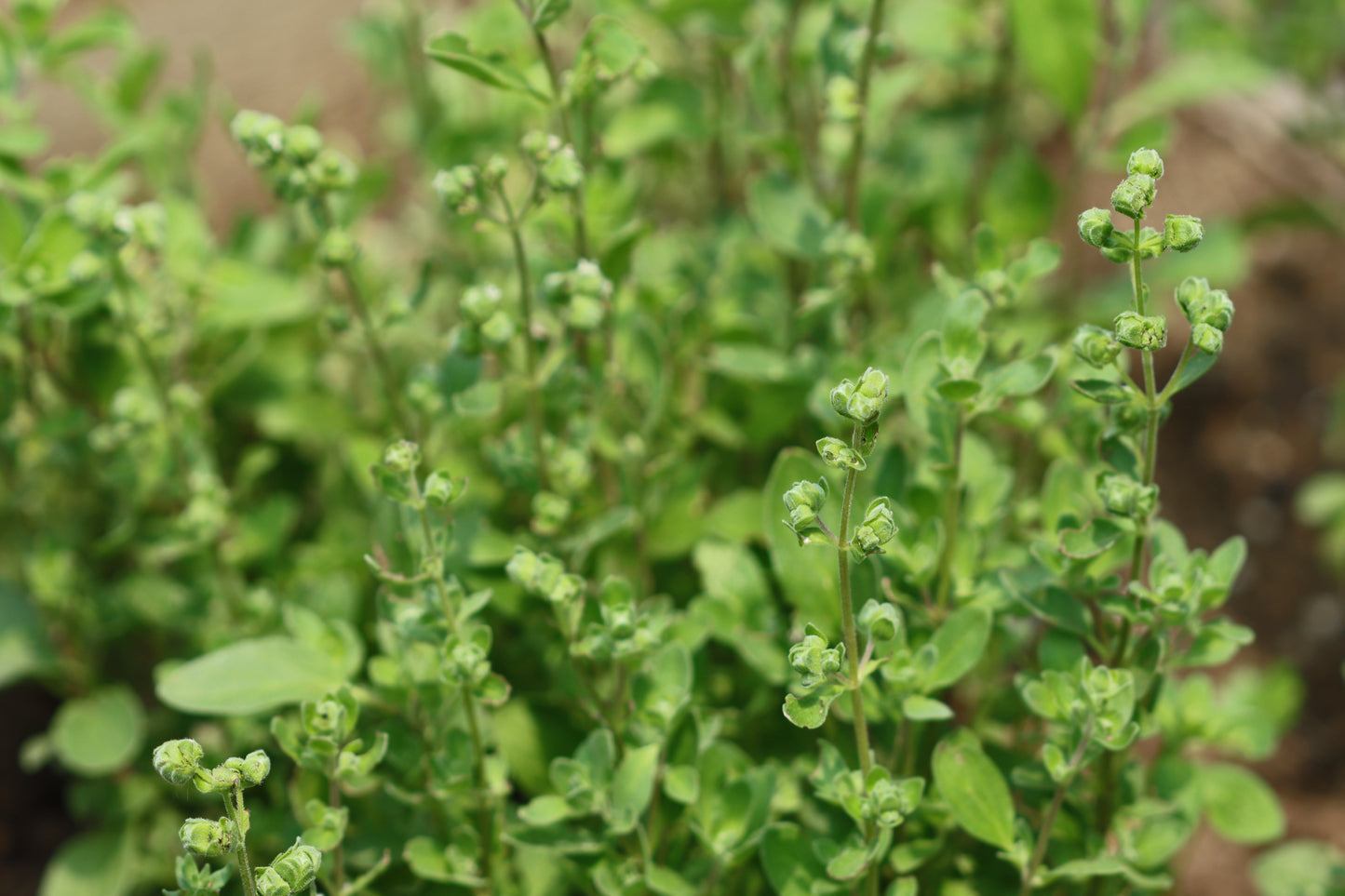 Marjoram