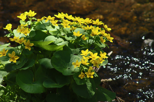 Marsh marigolds