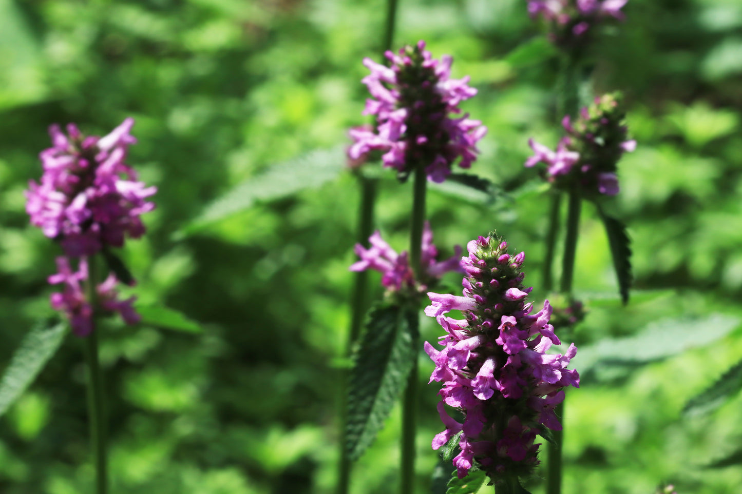 Marsh Woundwort