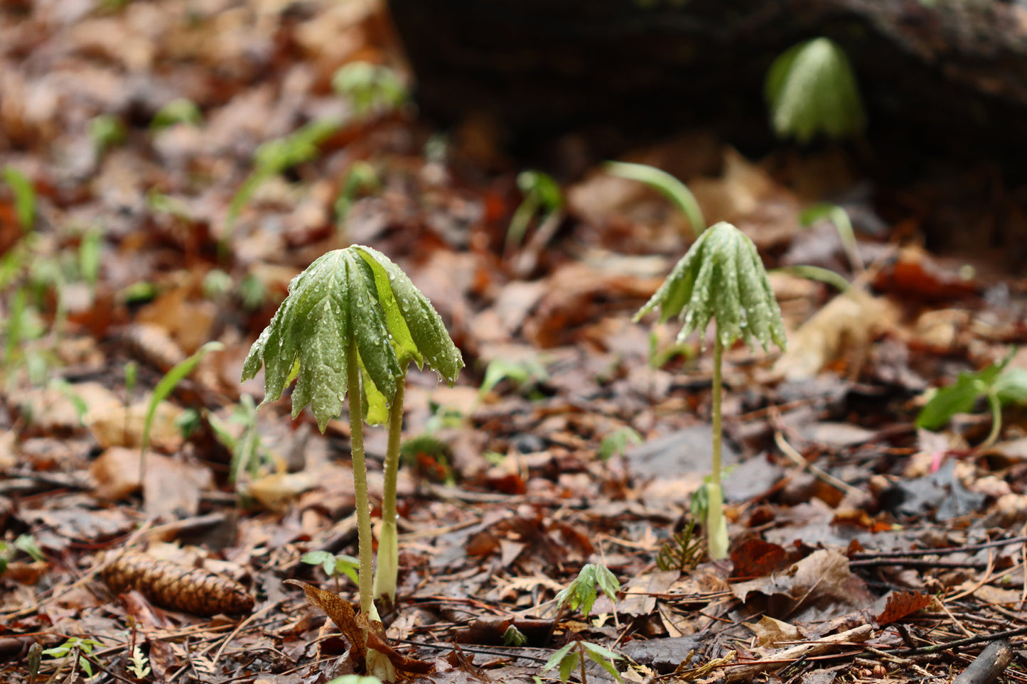 Mayapples