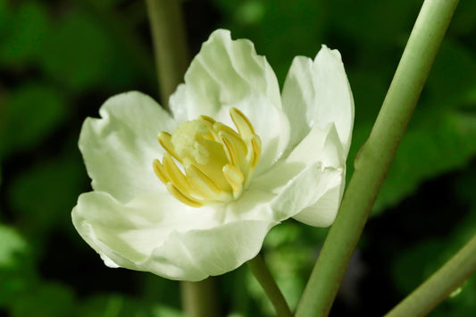May Apple Blossom