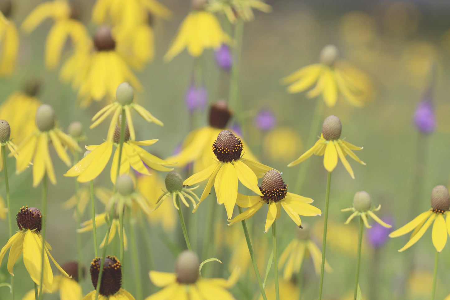 Yellow coneflower background