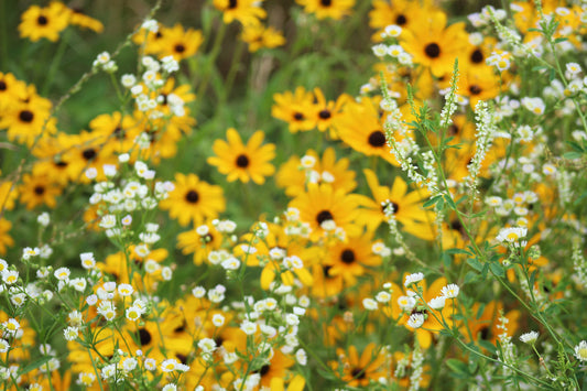 Sunny meadow