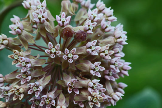 Milkweed blossom