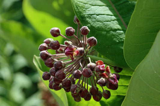 Milkweed blossoms and buds