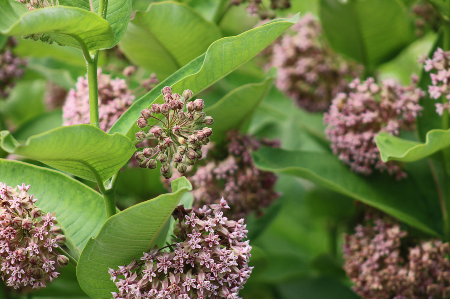 Milkweed Meadow