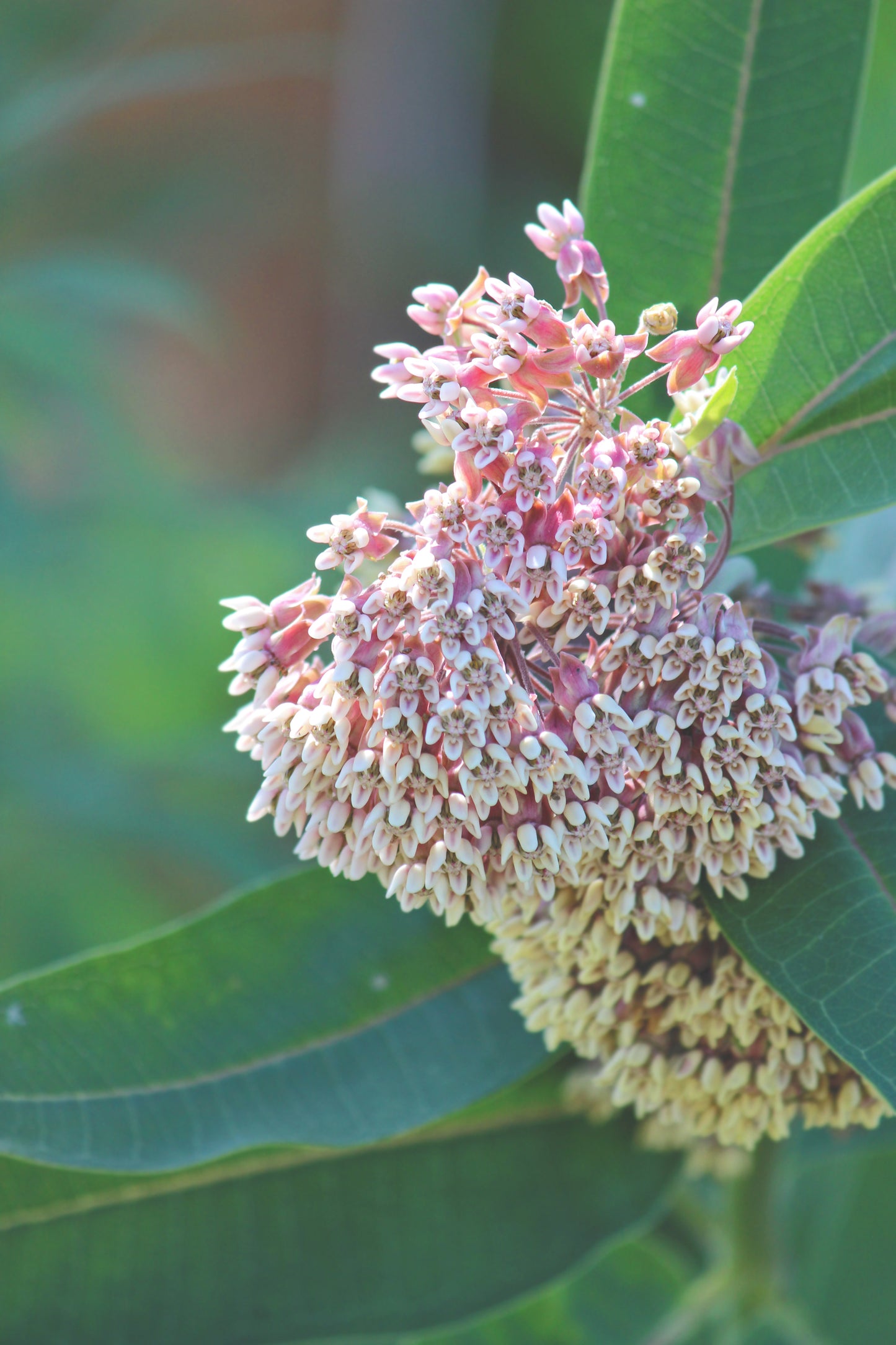 Milkweed fade