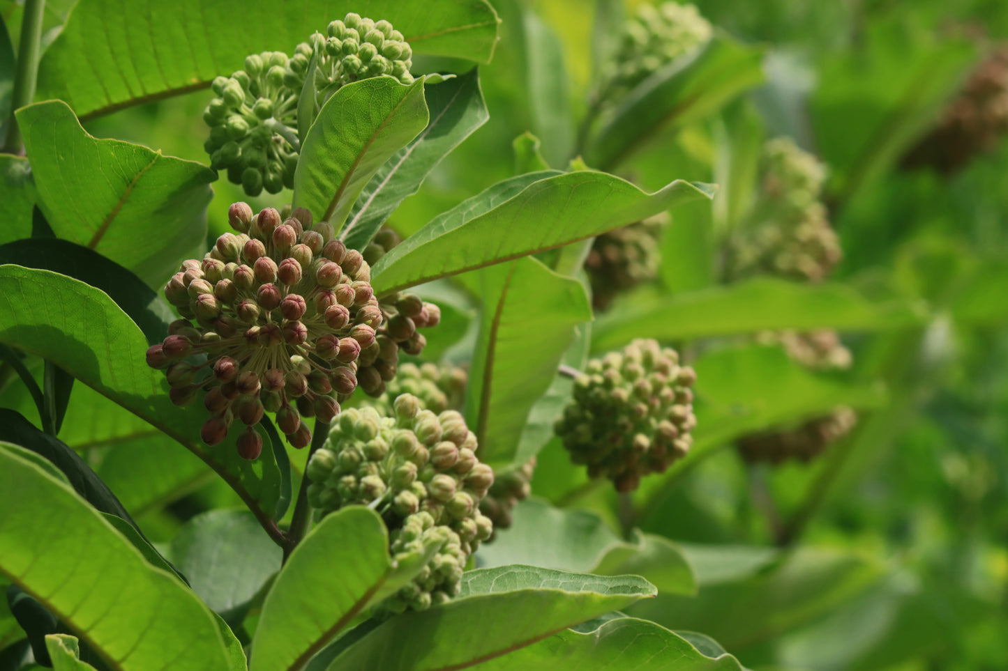 Milkweed