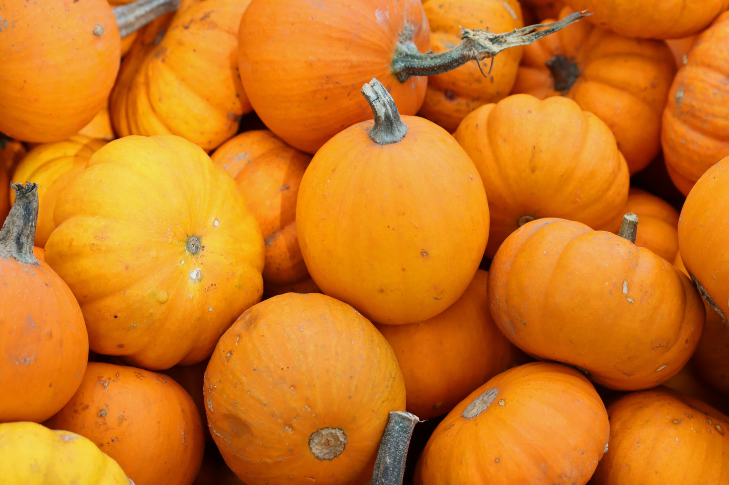 Mini pumpkins