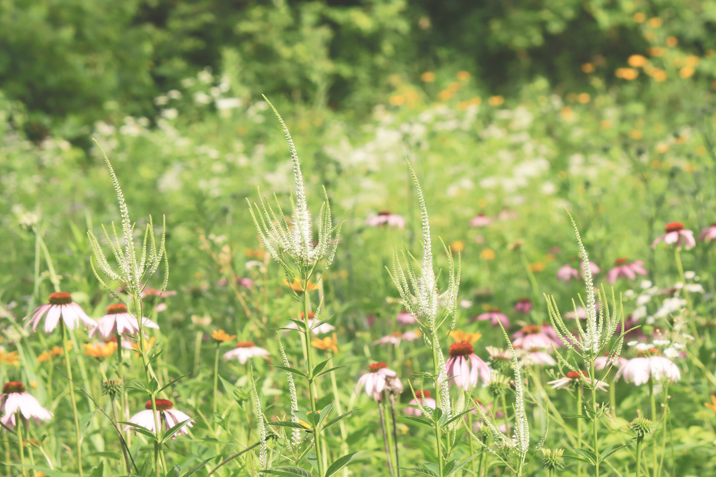 Mixed meadow fade