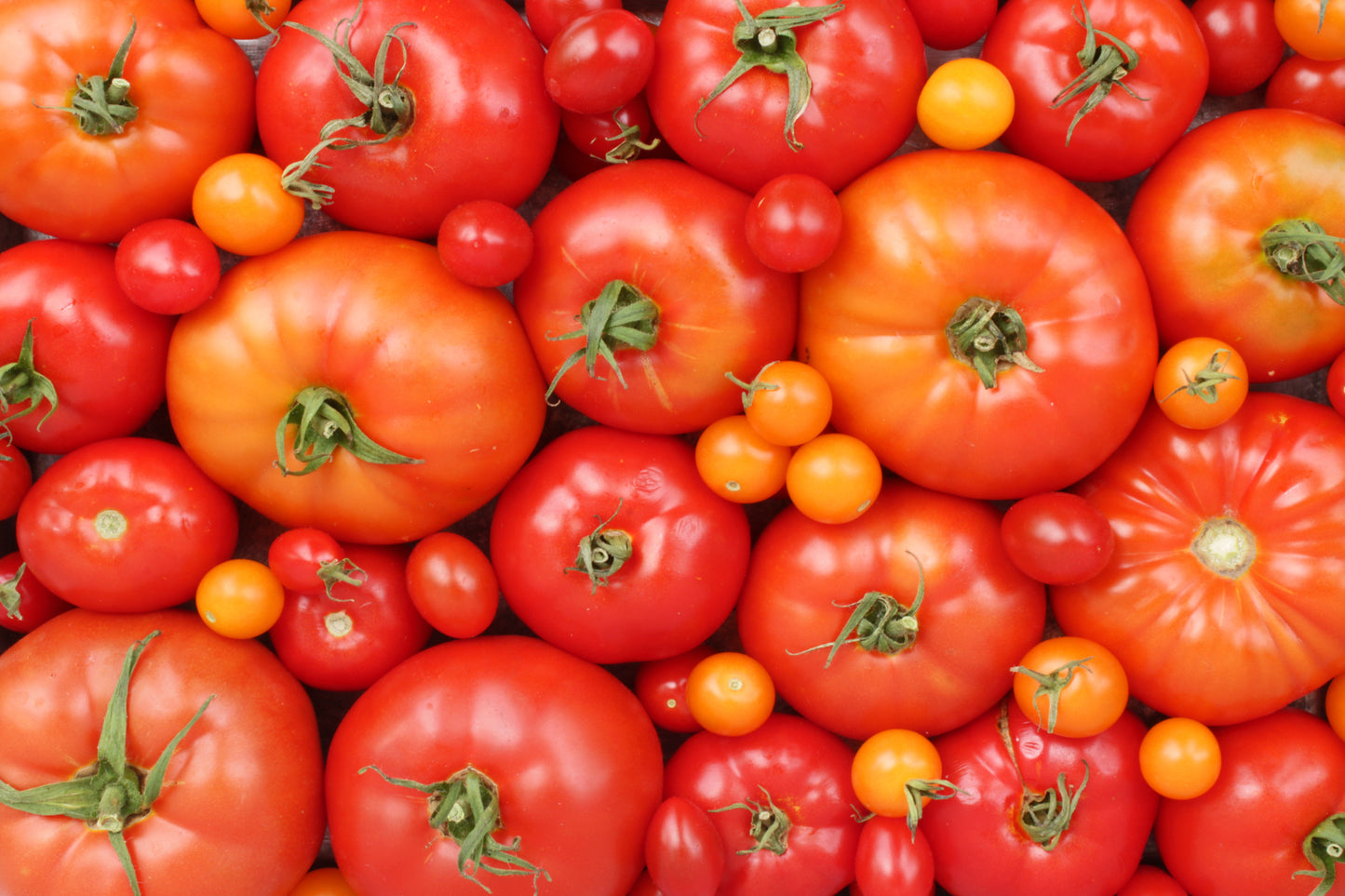 Mixed tomatoes II