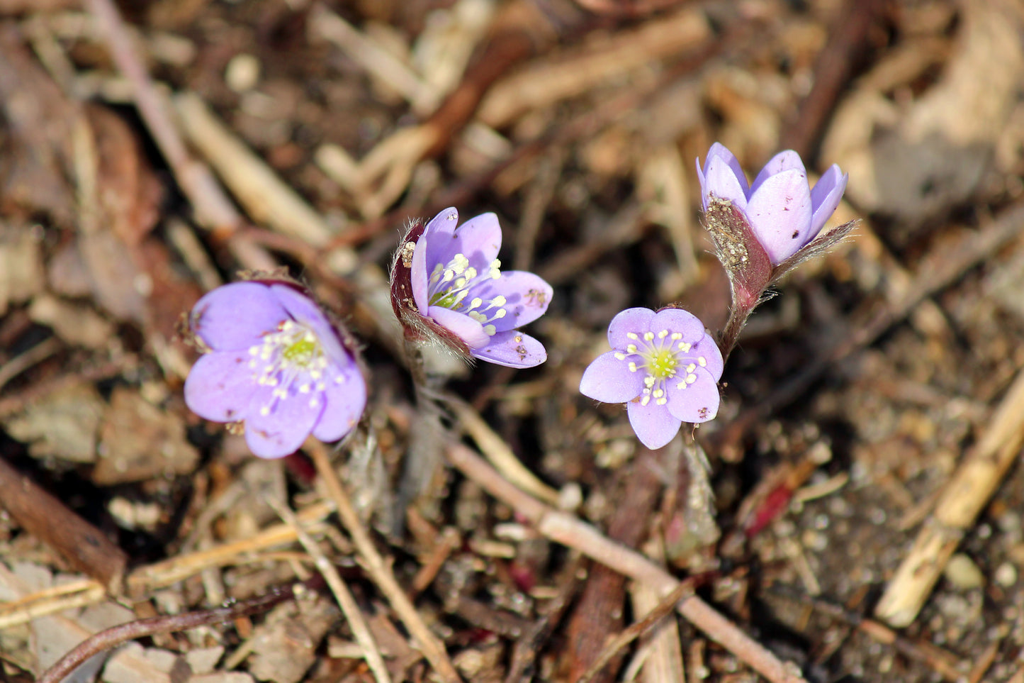 Hepatica