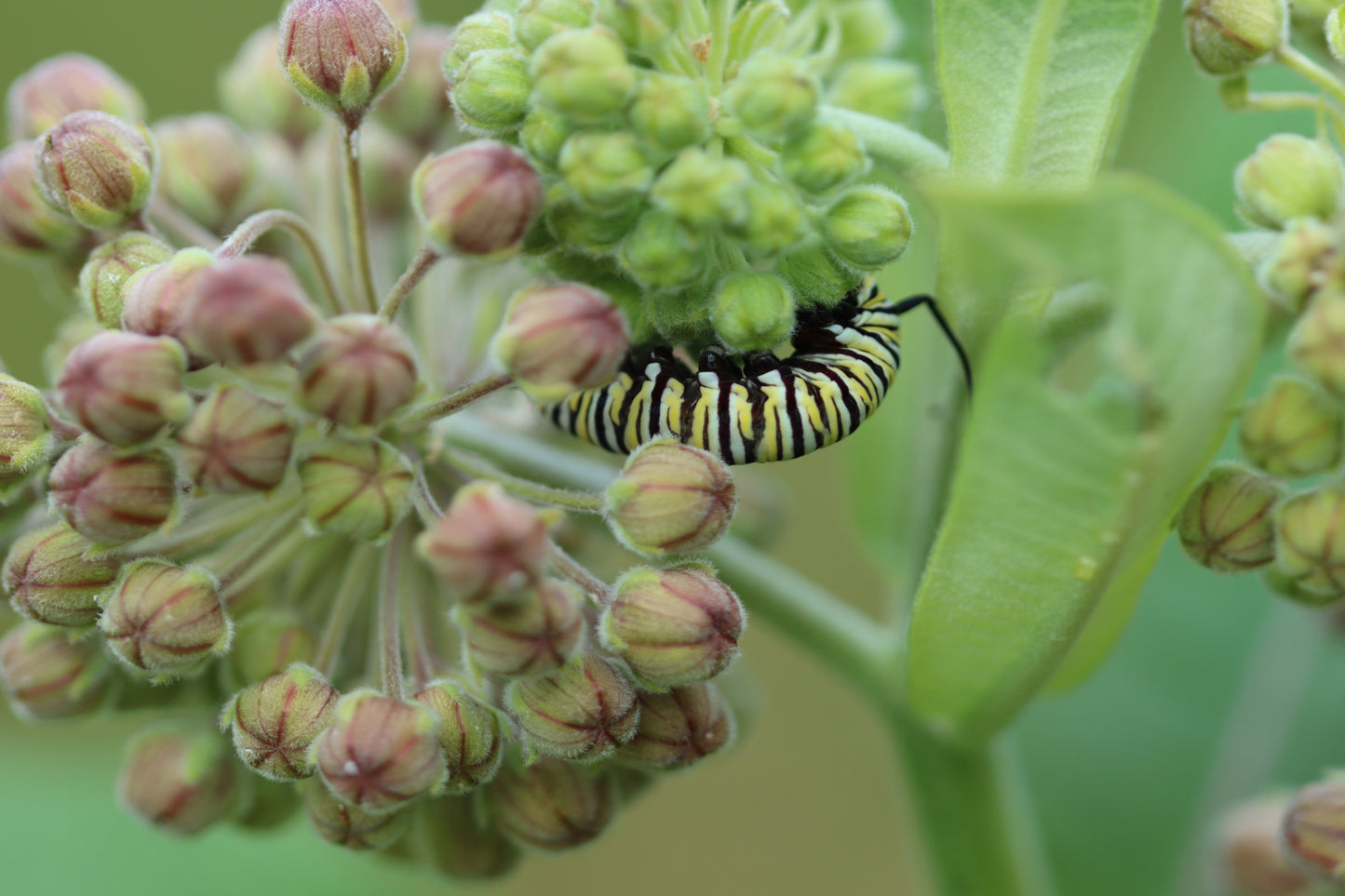 Milkweed/Caterpillar