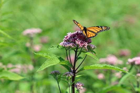 Spotted Joe Pye- Weed