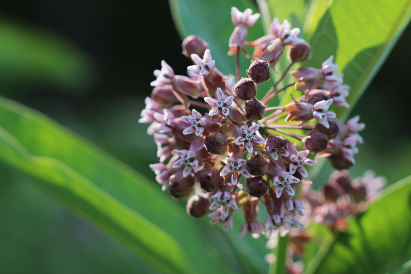 Milkweed Blossom