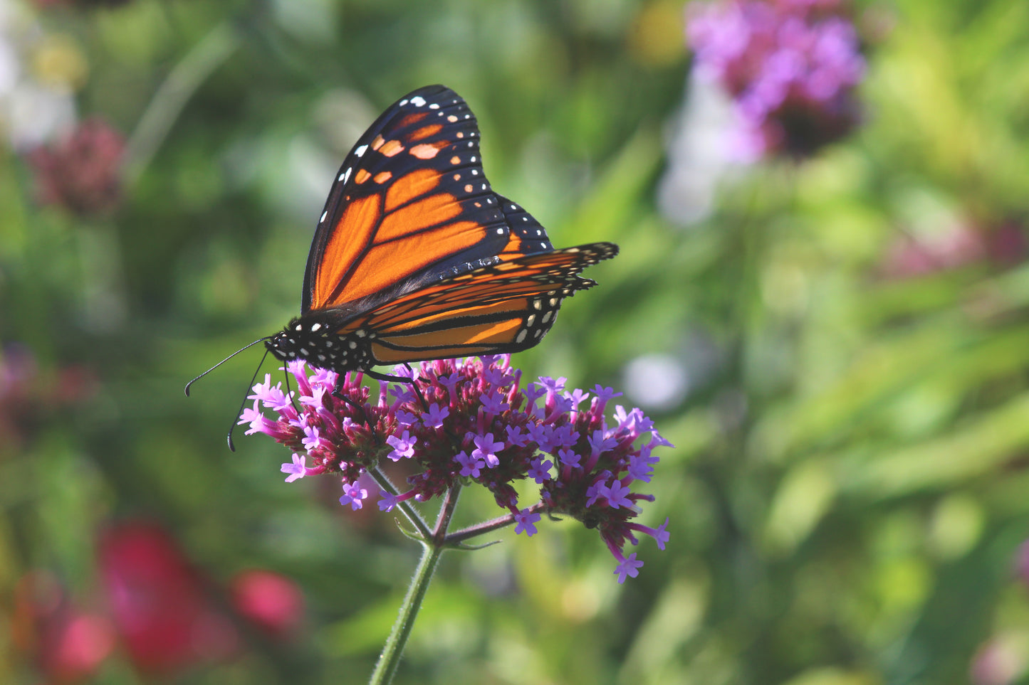 Monarch fade