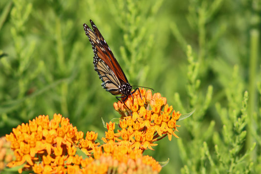 Butterfly weed and monarch
