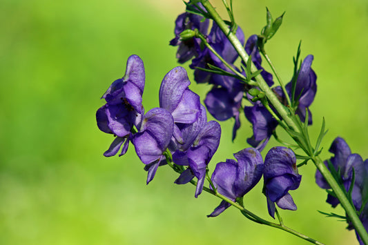 Monkshood