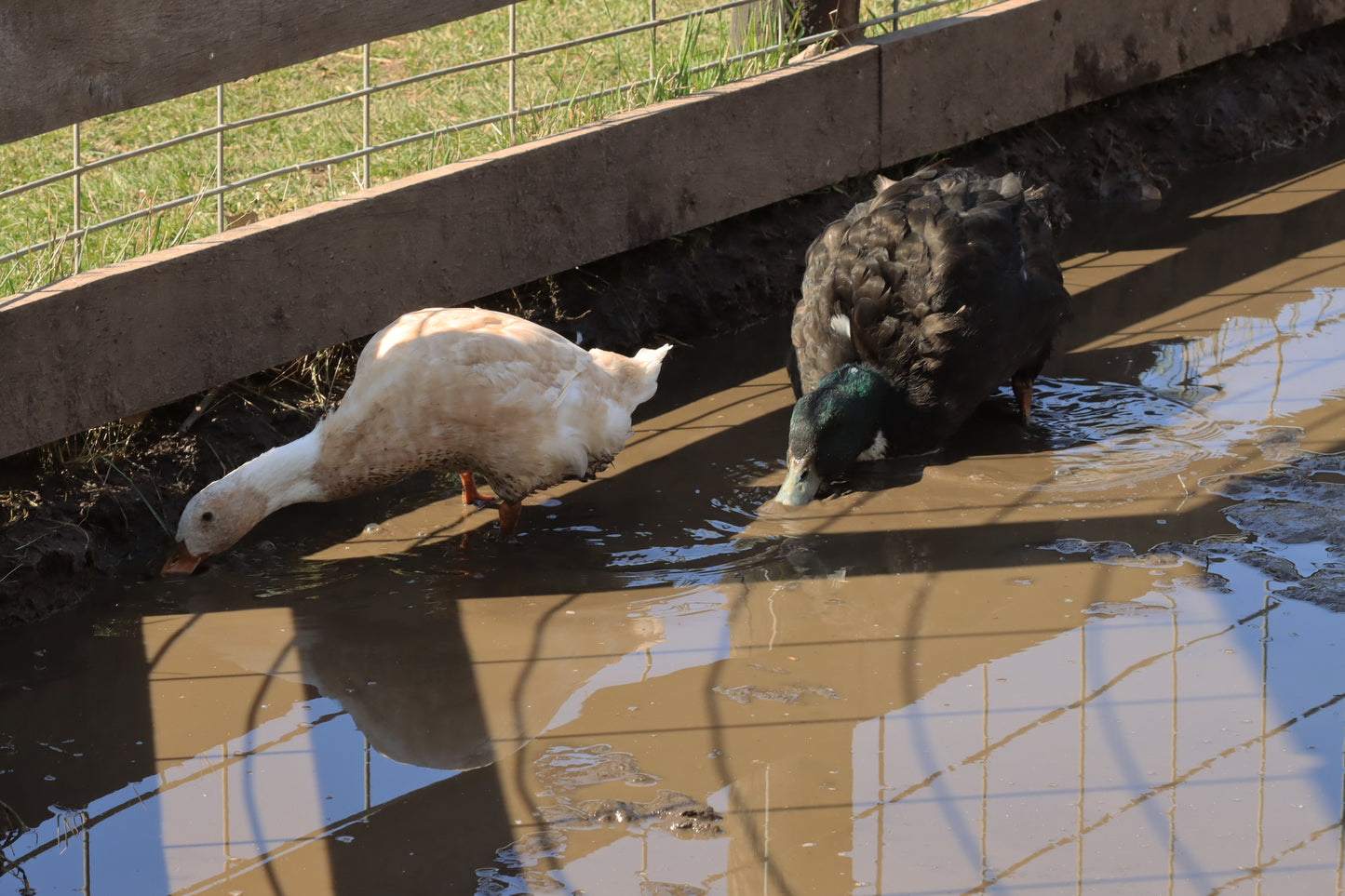 Ducks in the mud