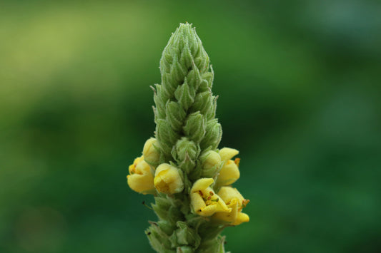 Mullein