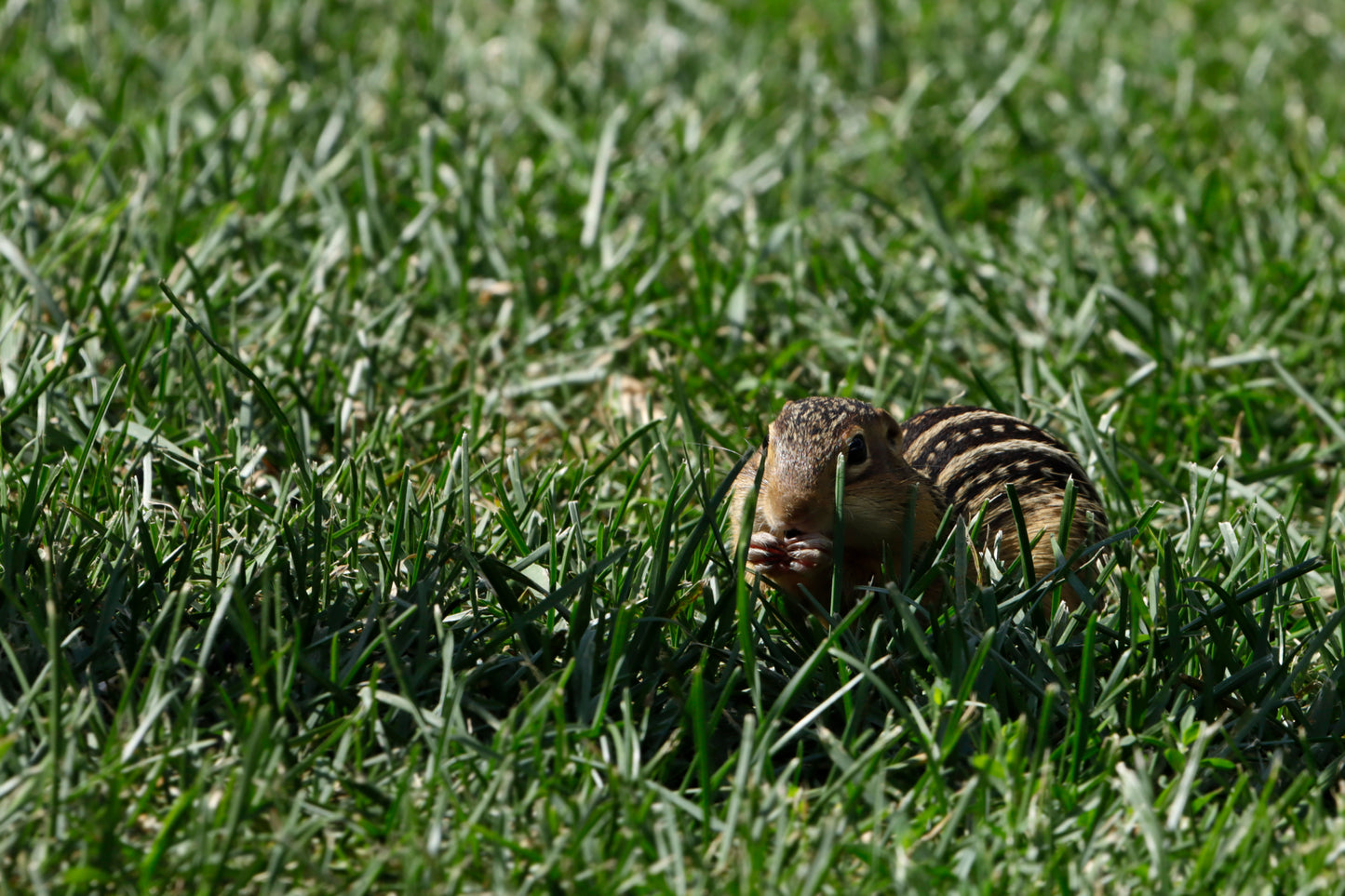 Thirteen-lined ground squirrel eating