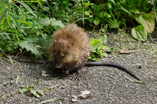 Muskrat