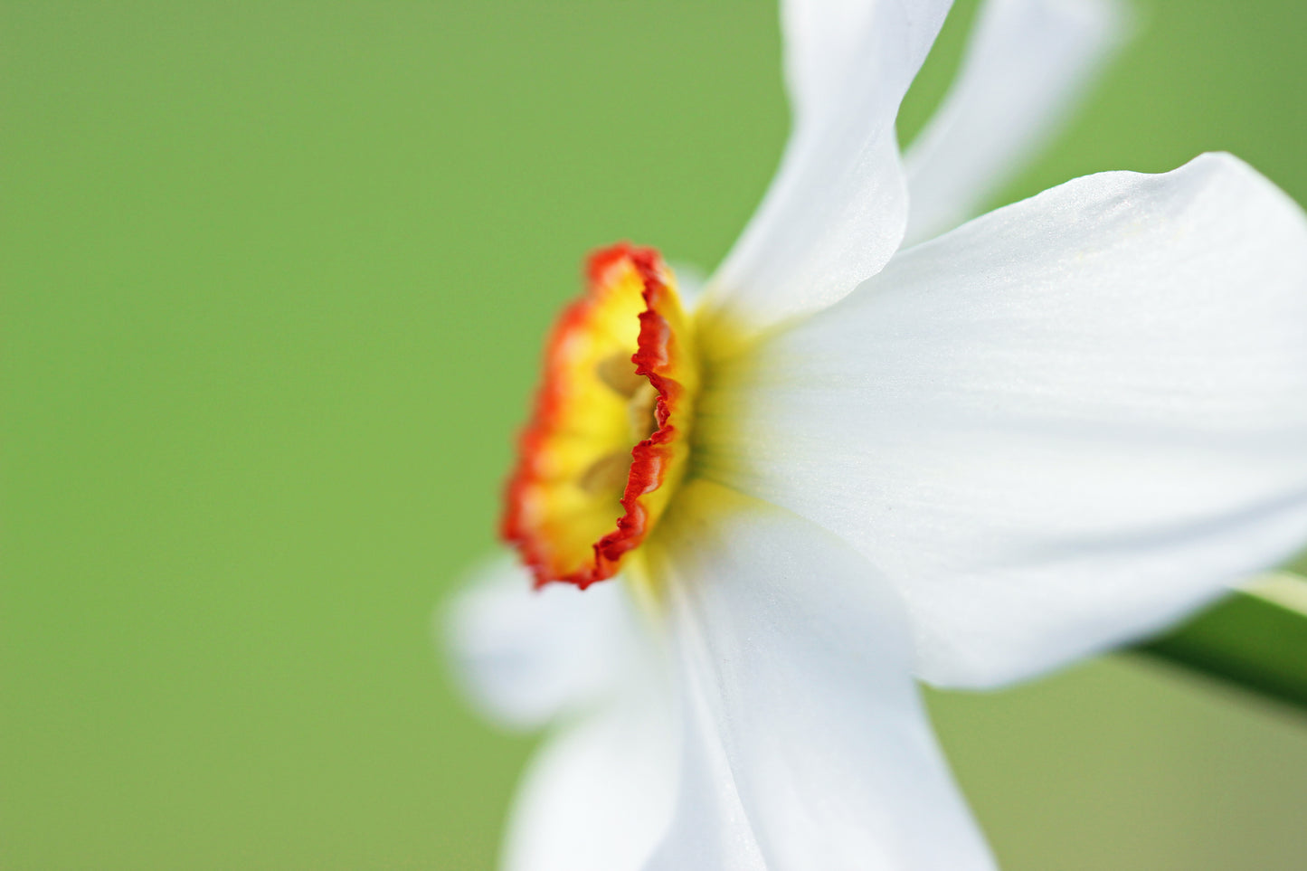 Narcissus