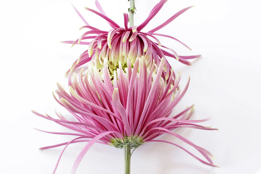 Pink garden mums