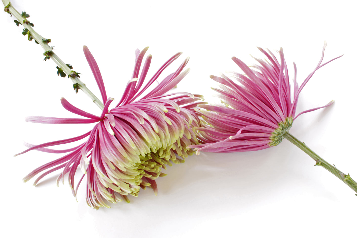 Pink garden mums