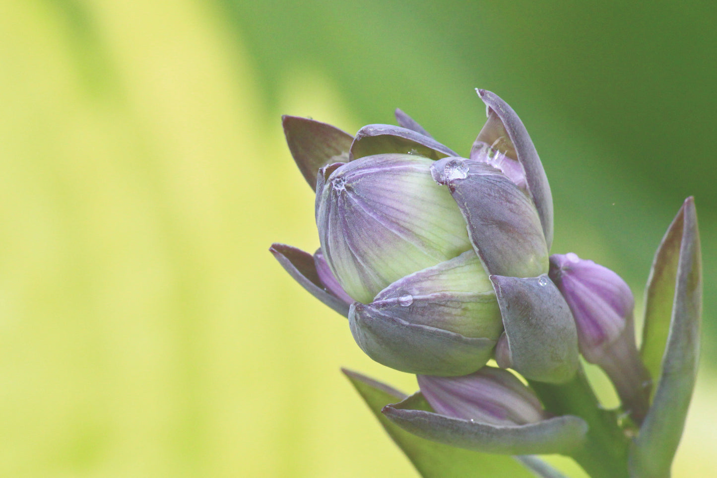 Hosta budding