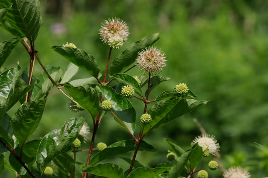 Common buttonbush