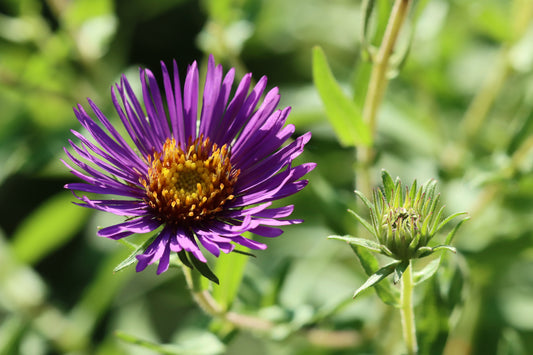 New England Aster