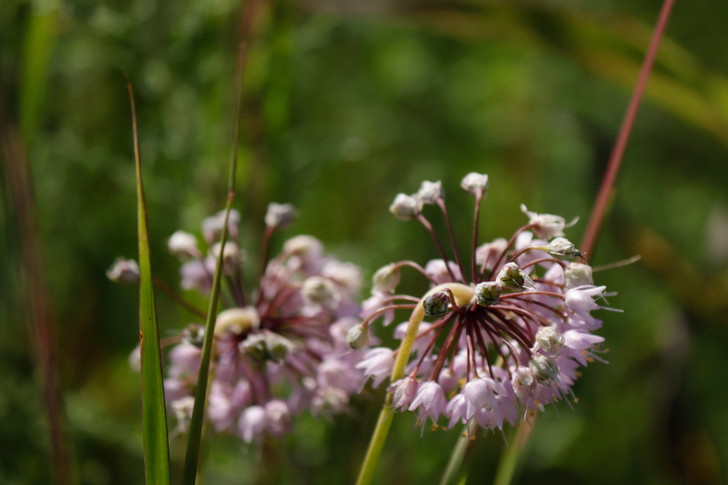 Nodding Onion