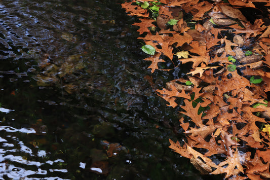 Oak shoreline