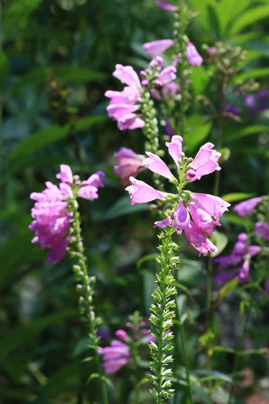 Obedient plant