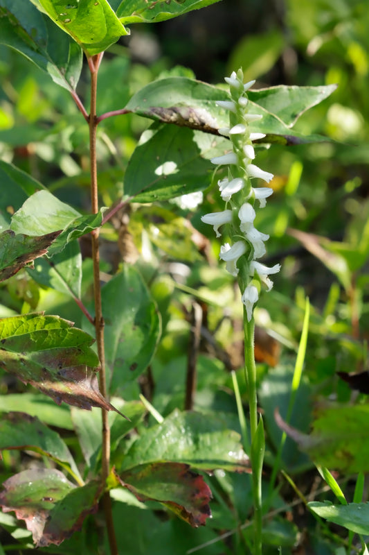 Nodding ladies tresses orchid