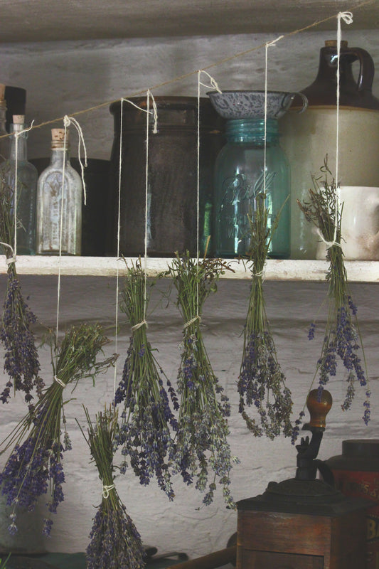 Drying lavender