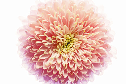 Blush chrysanthemum