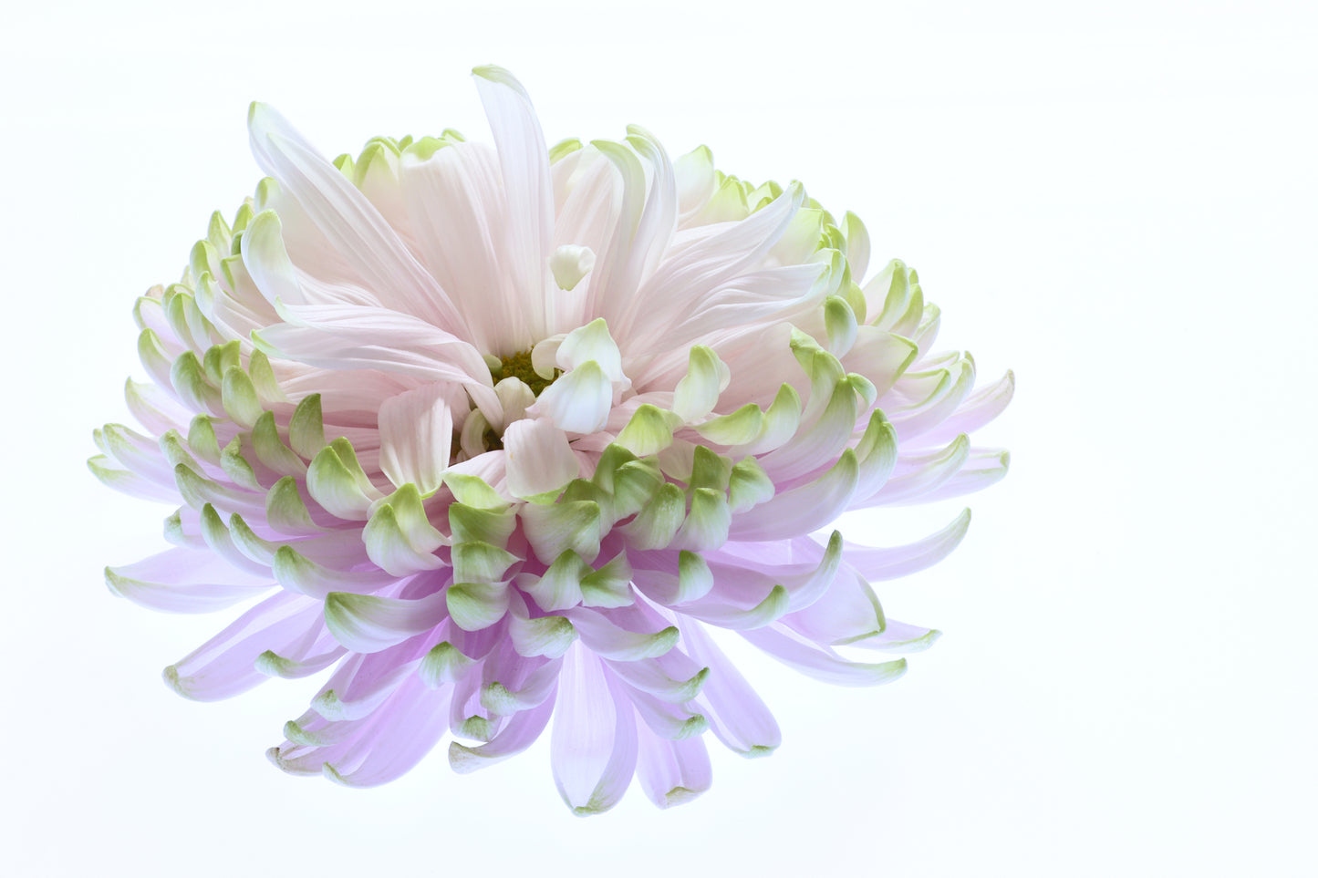 Chrysanthemum