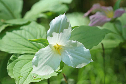 Great white trillium