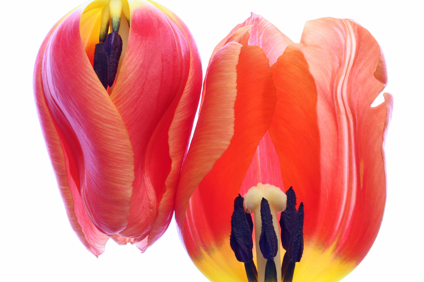 Macro tulips