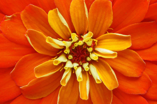 Orange zinnia