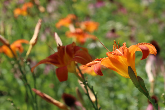 Orange daylilies