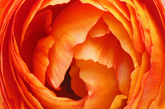 Orange ranunculus