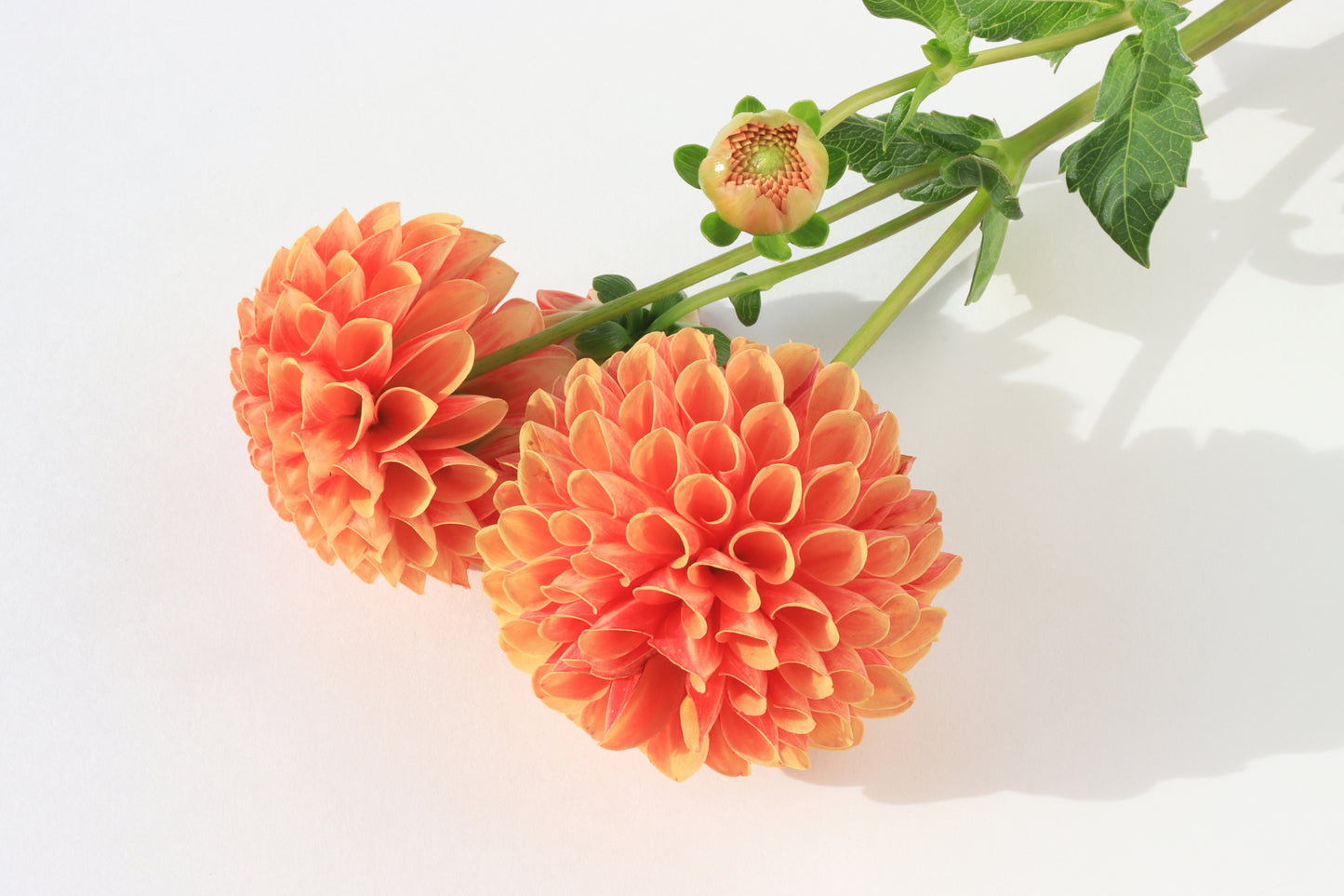 Pompom dahlias