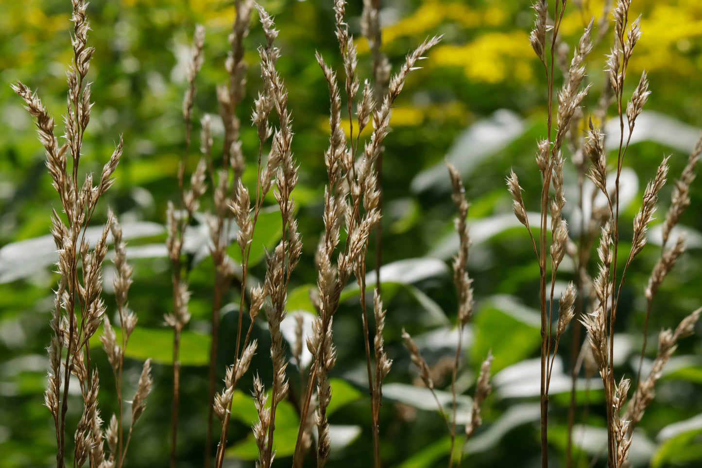 Orchard grass