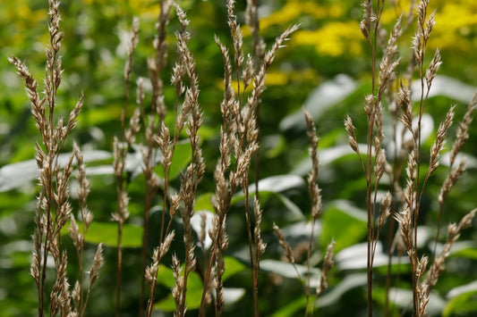 Orchard grass