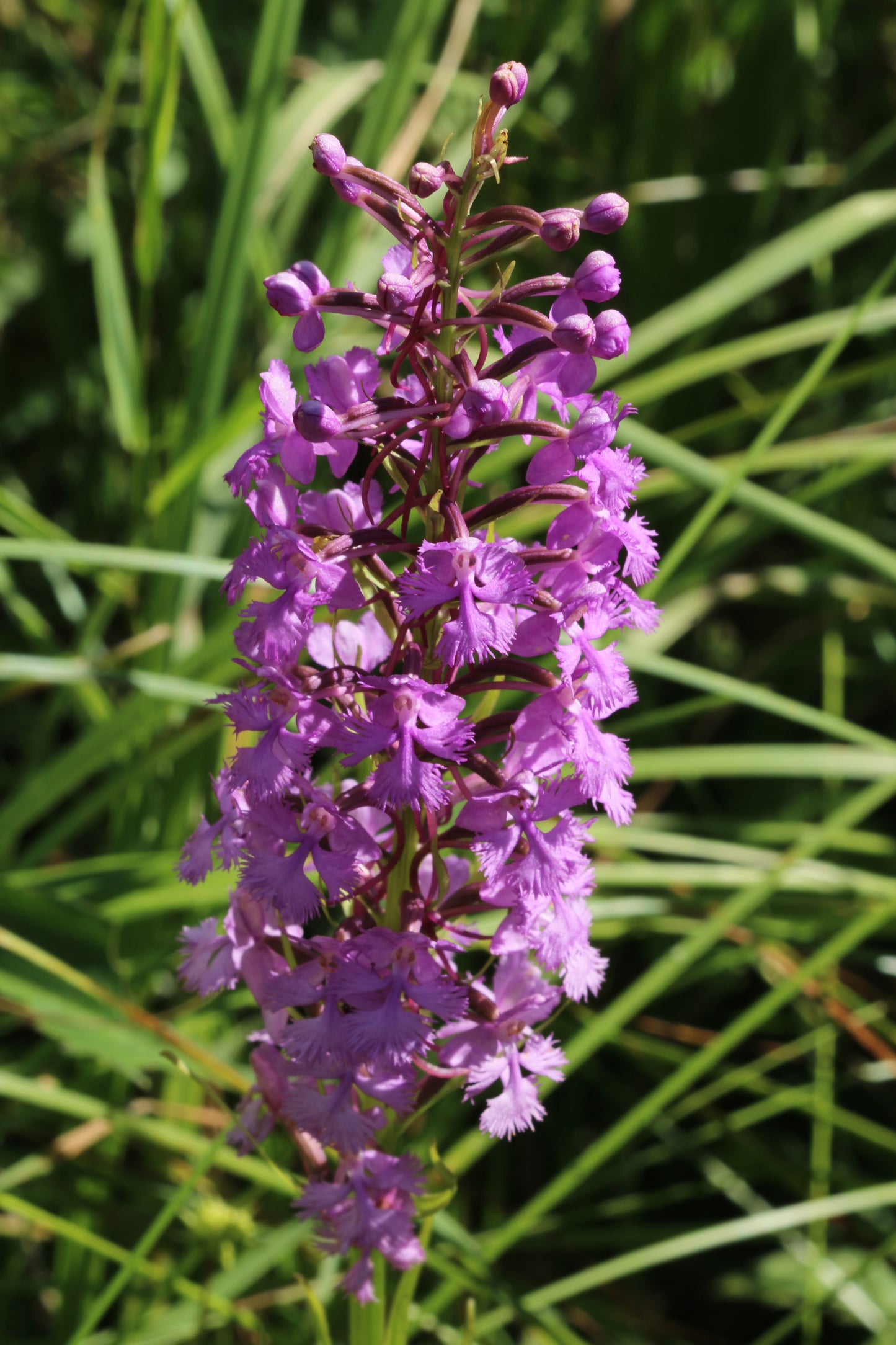 Lesser purple fringed orchid