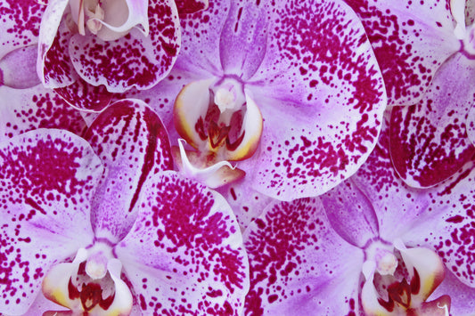 Macro orchids