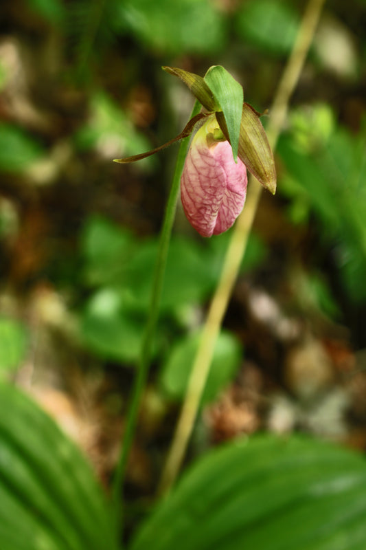 Pink Lady Slipper